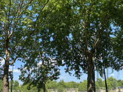 Vente appartement Paris 75007