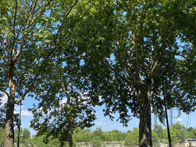 Vente Appartement  1 pice (studio) - 29.45m 75007 Paris