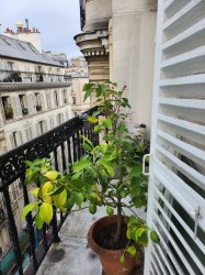 Location appartement meublParis 75009